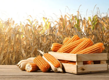 Maize