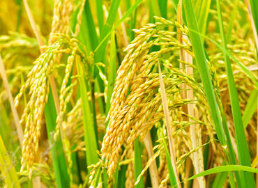 Paddy