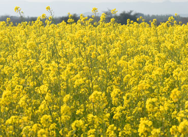 Mustard
