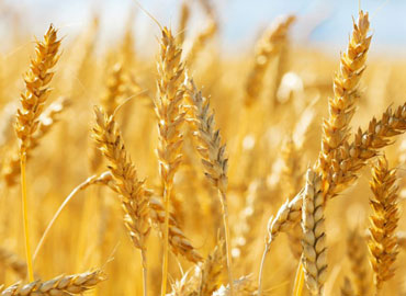 Wheat