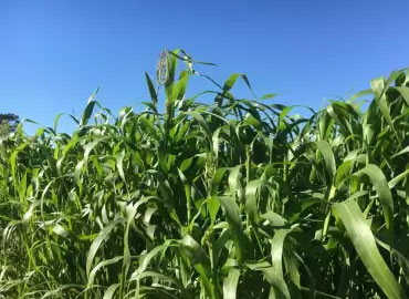 Forage