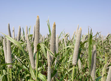 Millet