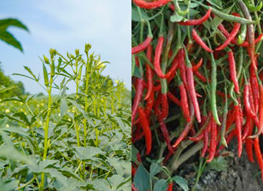 Vegetables