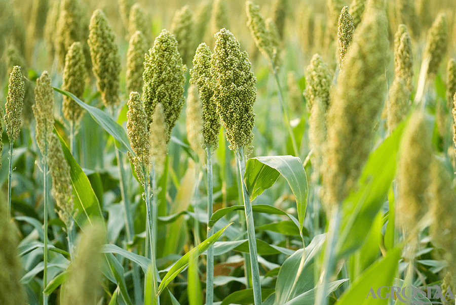 Jowar Seeds